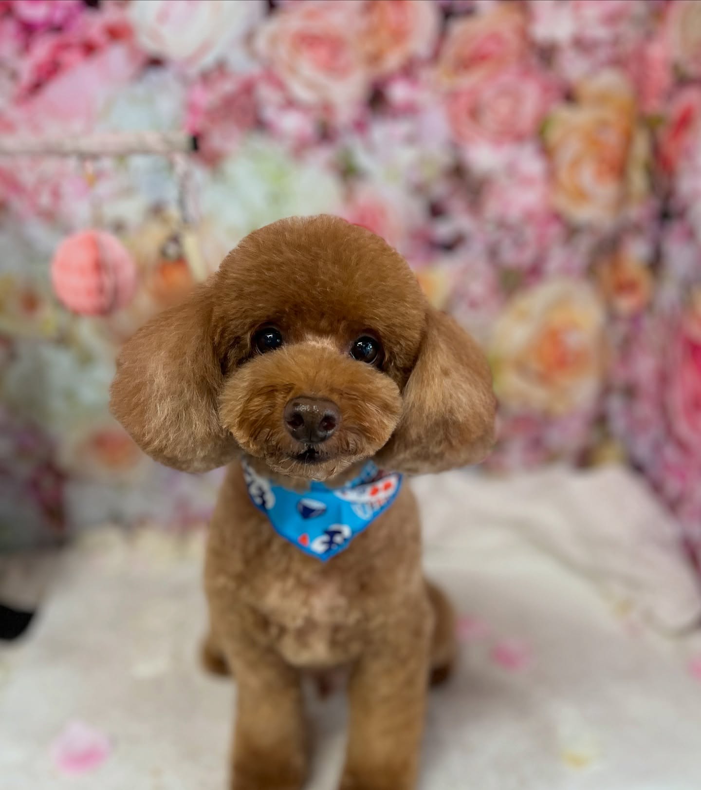 コポくん♡
☆わんわんBarber
☎︎0297-35-8344
茨城県坂東市岩井4358-13
#坂東市
#境町
#常総市
#トリミング#守谷市
#わんわんバーバー
#トリマー
#トリミングサロン
#坂東市トリミングサロン
#いぬのいるくらし
#犬のいる幸せ
#トイプードル