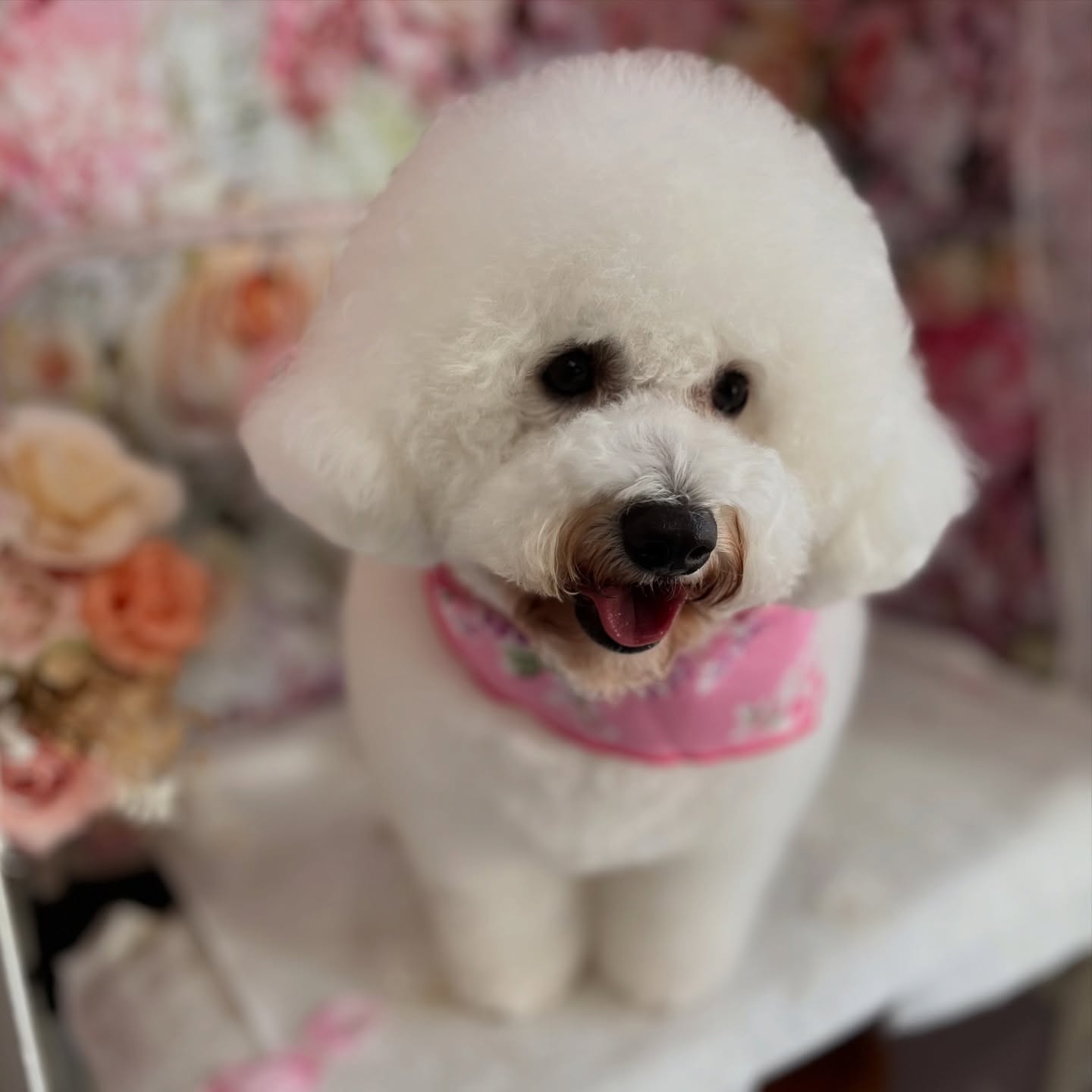 ベアちゃん💕
☆わんわんBarber
☎︎0297-35-8344
茨城県坂東市岩井4358-13
#坂東市
#境町
#常総市
#トリミング#守谷市
#わんわんバーバー
#トリマー
#トリミングサロン
#坂東市トリミングサロン
#いぬのいるくらし
#犬のいる幸せ
#ビジョンフリーゼ
#びしょん