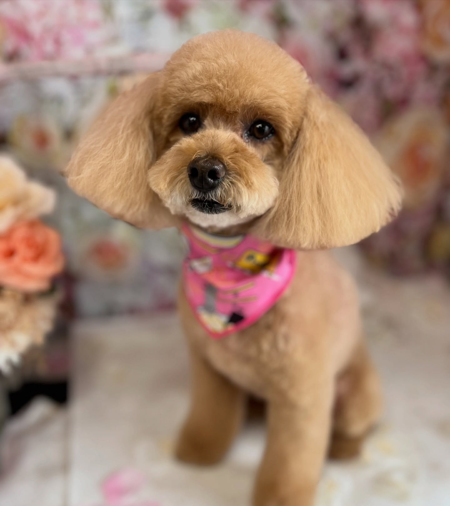 サラちゃん♡
☆わんわんBarber
☎︎0297-35-8344
茨城県坂東市岩井4358-13
#坂東市
#境町
#常総市
#トリミング#守谷市
#わんわんバーバー
#トリマー
#トリミングサロン
#坂東市トリミングサロン
#いぬのいるくらし
#犬のいる幸せ
トイプードル