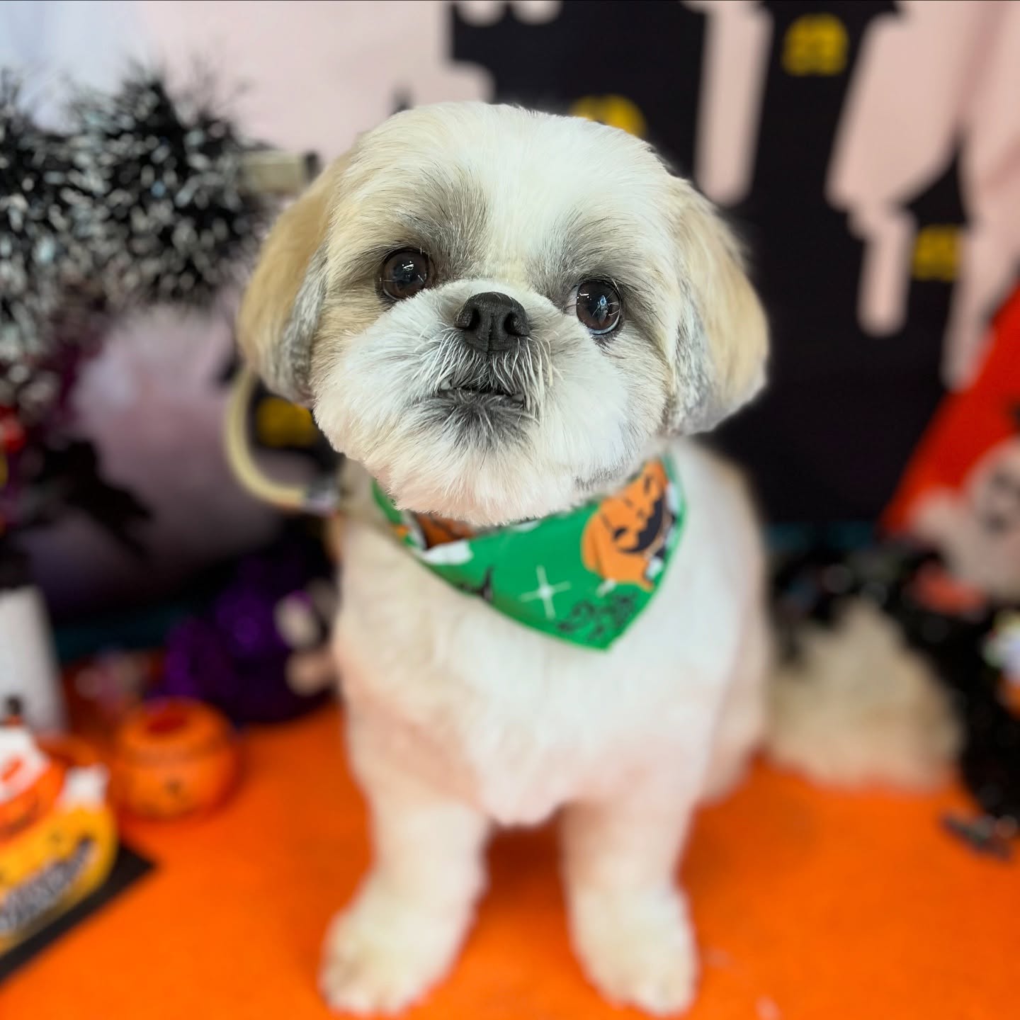 ソラくん♡
☆わんわんBarber
☎︎0297-35-8344
茨城県坂東市岩井4358-13
#坂東市
#境町
#常総市
#トリミング#守谷市
#わんわんバーバー
#トリマー
#トリミングサロン
#坂東市トリミングサロン
#いぬのいるくらし
#犬のいる幸せ
#シーズー