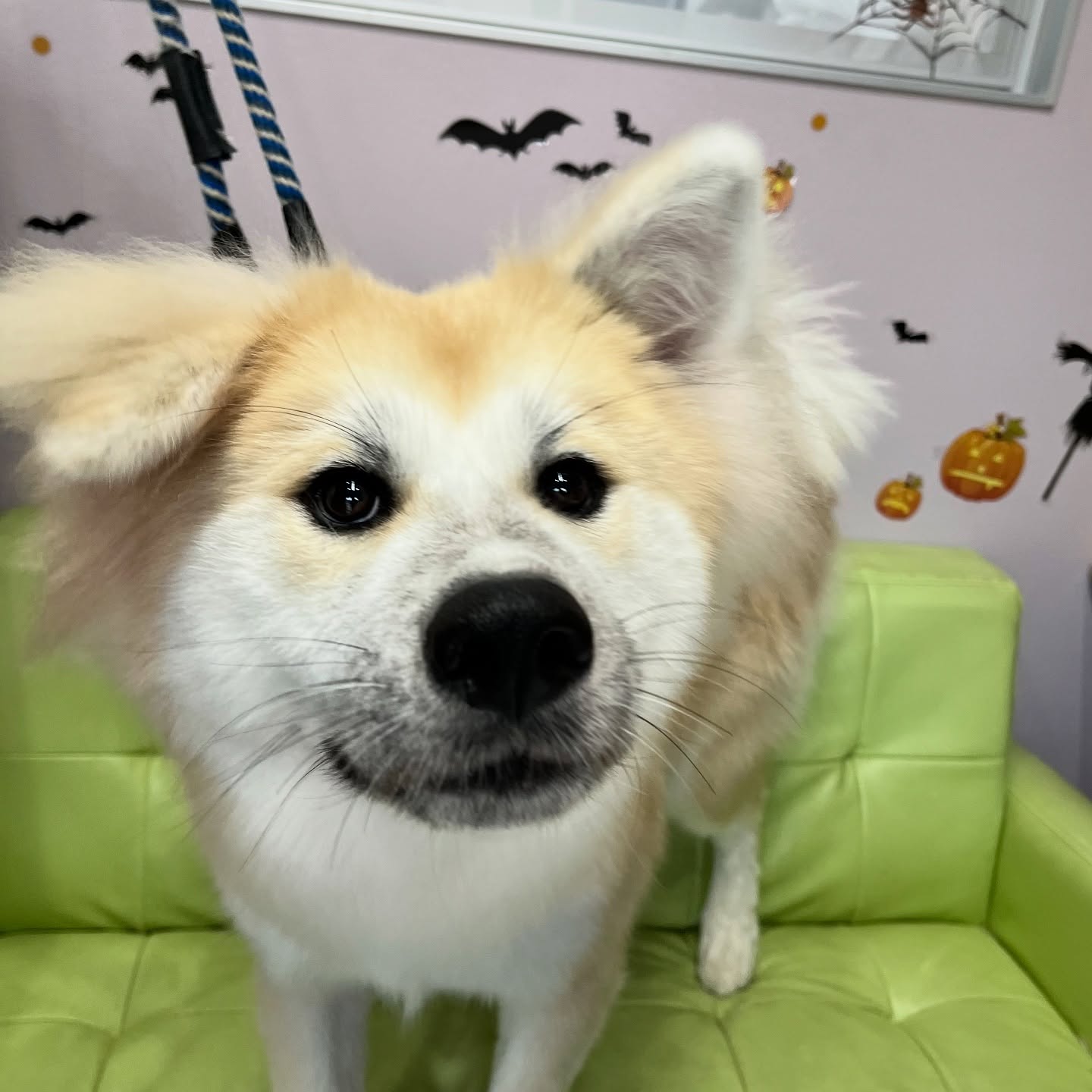 ヒメちゃん♡
☆わんわんBarber
☎︎0297-35-8344
茨城県坂東市岩井4358-13
#坂東市
#境町
#常総市
#トリミング#守谷市
#わんわんバーバー
#トリマー
#トリミングサロン
#坂東市トリミングサロン
#いぬのいるくらし
#犬のいる幸せ
#秋田犬
#あきた