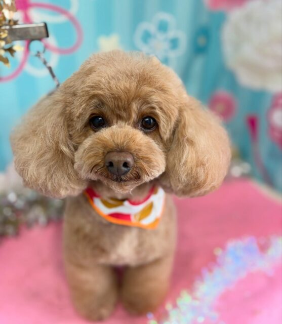 ココアちゃん💕

☆わんわんBarber
☎︎0297-35-8344
茨城県坂東市岩井4358-13

#坂東市#境町#常総市
#トリミングサロン#わんわんバーバー