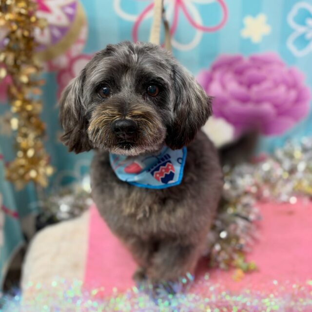 うみくん♡

☆わんわんBarber
☎︎0297-35-8344
茨城県坂東市岩井4358-13

#坂東市#境町#常総市
#トリミングサロン#わんわんバーバー