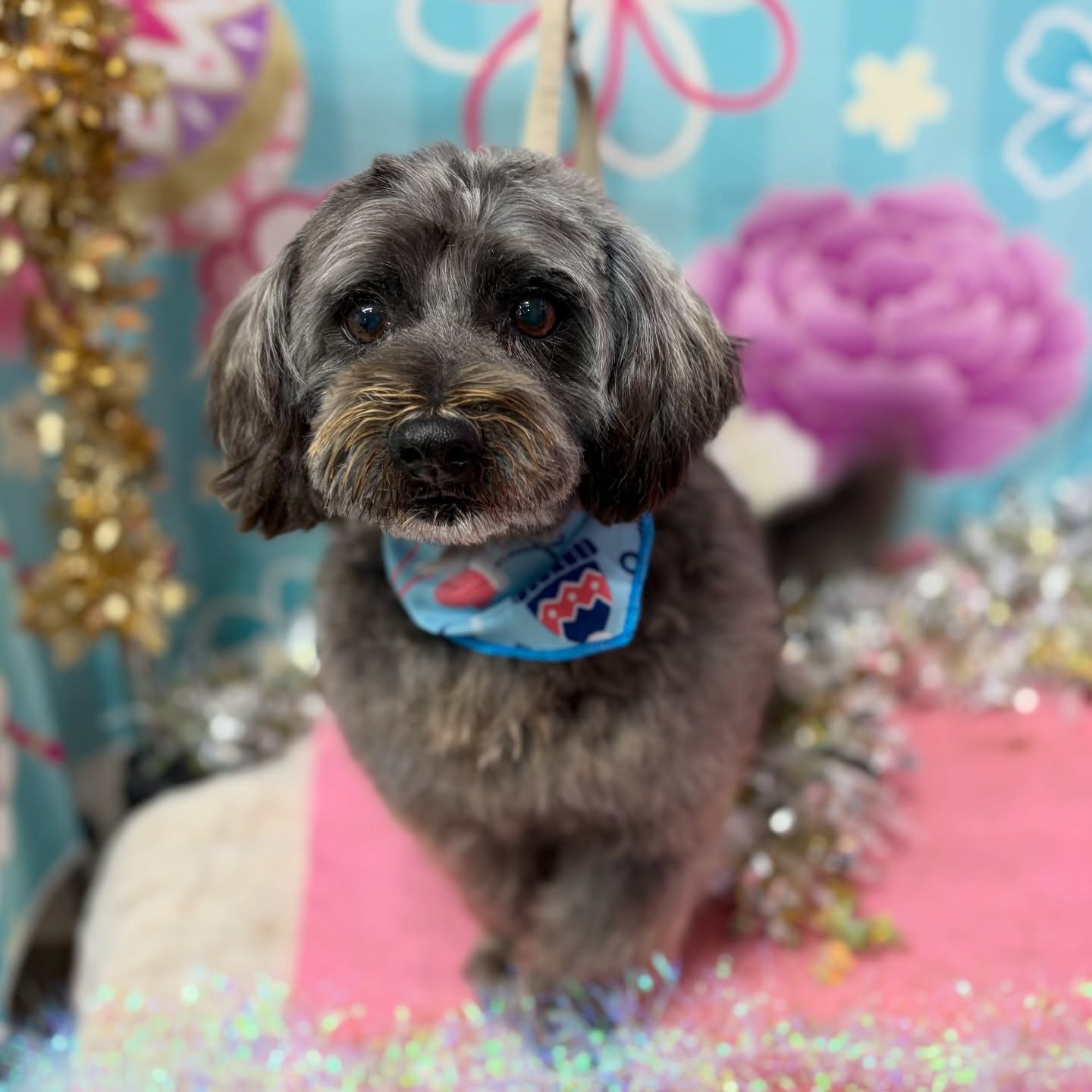 うみくん♡

☆わんわんBarber
☎︎0297-35-8344
茨城県坂東市岩井4358-13

#坂東市#境町#常総市
#トリミングサロン#わんわんバーバー