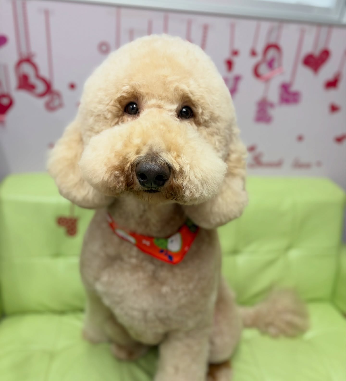 スタンダードプードルの
りんちゃん💕

☆わんわんBarber
☎︎0297-35-8344
茨城県坂東市岩井4358-13

#坂東市#境町#常総市
#トリミングサロン#わんわんバーバー