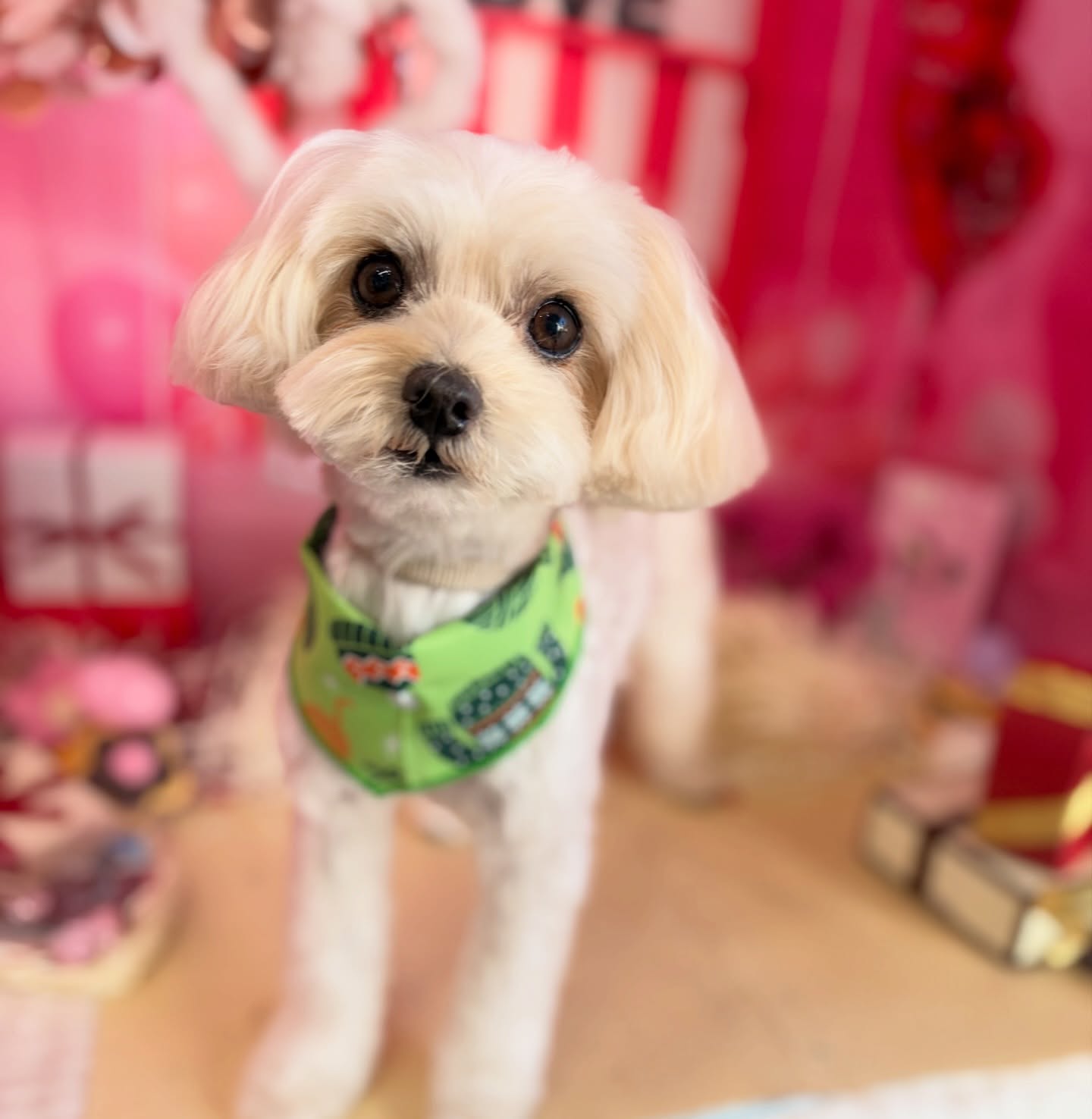 マルチーズミックスの
キューな男の子
ハッピーくん♡

☆わんわんBarber
☎︎0297-35-8344
茨城県坂東市岩井4358-13

#坂東市#境町#常総市
#トリミングサロン#わんわんバーバー