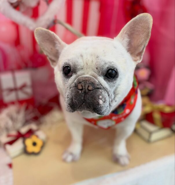 とーっても、穏やかな
フレンチブルドッグのミントちゃん💕

☆わんわんBarber
☎︎0297-35-8344
茨城県坂東市岩井4358-13

#坂東市#境町#常総市
#トリミングサロン#わんわんバーバー