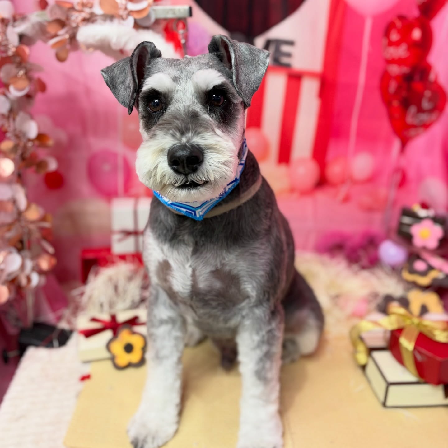 カッコいい　福くん♡
シュナウザー独特の
ちょっと不器用なところもかわいい😊

☆わんわんBarber
☎︎0297-35-8344
茨城県坂東市岩井4358-13

#坂東市#境町#常総市
#トリミングサロン#わんわんバーバー