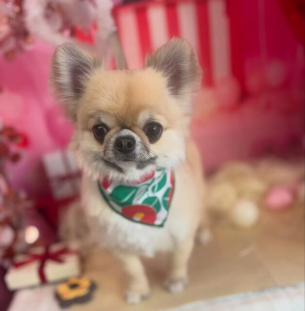 スイくん♡

☆わんわんBarber
☎︎0297-35-8344
茨城県坂東市岩井4358-13

#坂東市#境町#常総市
#トリミングサロン#わんわんバーバー