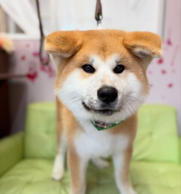 もう、大きなぬいぐるみ🧸
リュウくん♡

☆わんわんBarber
☎︎0297-35-8344
茨城県坂東市岩井4358-13

#坂東市#境町#常総市
#トリミングサロン#わんわんバーバー