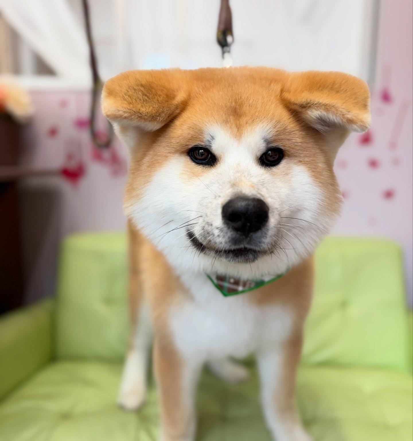 もう、大きなぬいぐるみ🧸
リュウくん♡

☆わんわんBarber
☎︎0297-35-8344
茨城県坂東市岩井4358-13

#坂東市#境町#常総市
#トリミングサロン#わんわんバーバー