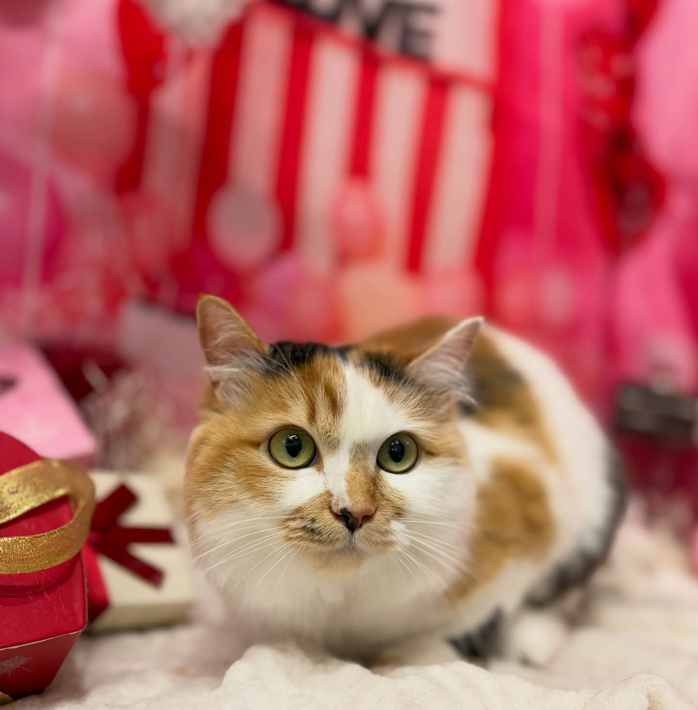 ちょこちゃん💕

☆わんわんBarber
☎︎0297-35-8344
茨城県坂東市岩井4358-13

#坂東市#境町#常総市
#トリミングサロン#わんわんバーバー