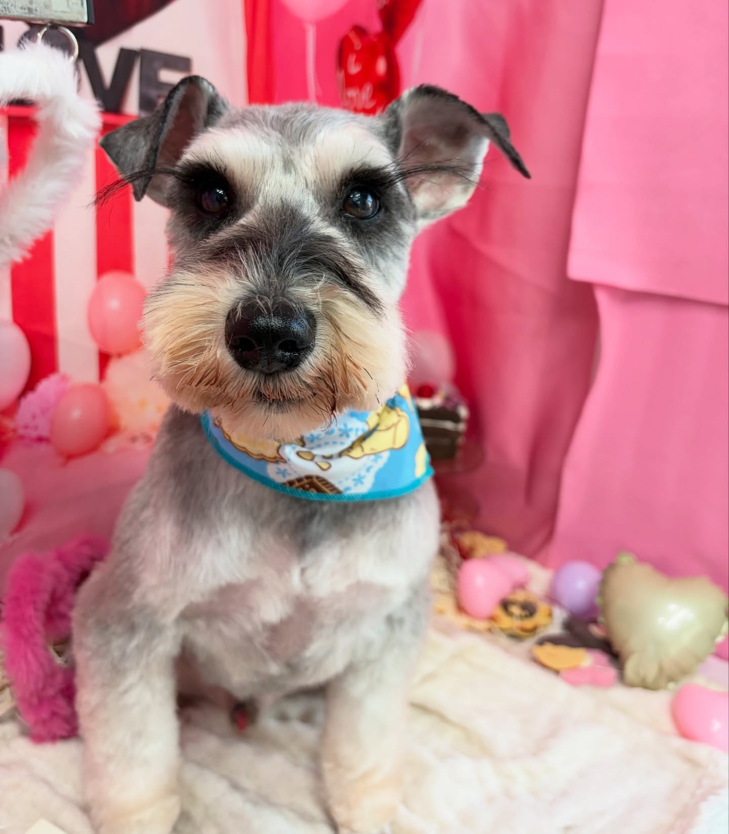 まつ毛くるーん♪
GENTくん♡

☆わんわんBarber
☎︎0297-35-8344
茨城県坂東市岩井4358-13

#坂東市#境町#常総市
#トリミングサロン#わんわんバーバー