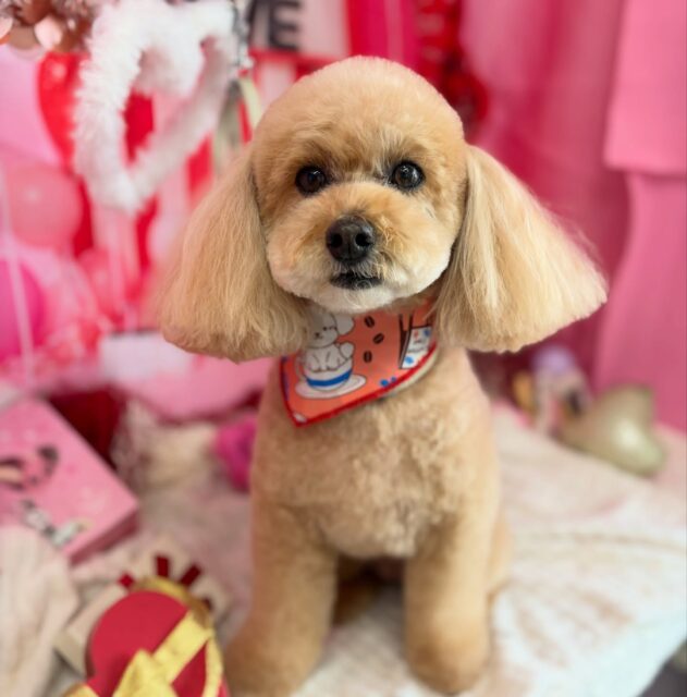 サラちゃん💕

☆わんわんBarber
☎︎0297-35-8344
茨城県坂東市岩井4358-13

#坂東市#境町#常総市
#トリミングサロン#わんわんバーバー