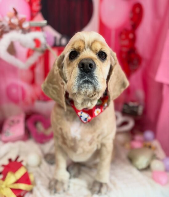 ピノちゃん💕

☆わんわんBarber
☎︎0297-35-8344
茨城県坂東市岩井4358-13

#坂東市#境町#常総市
#トリミングサロン#わんわんバーバー