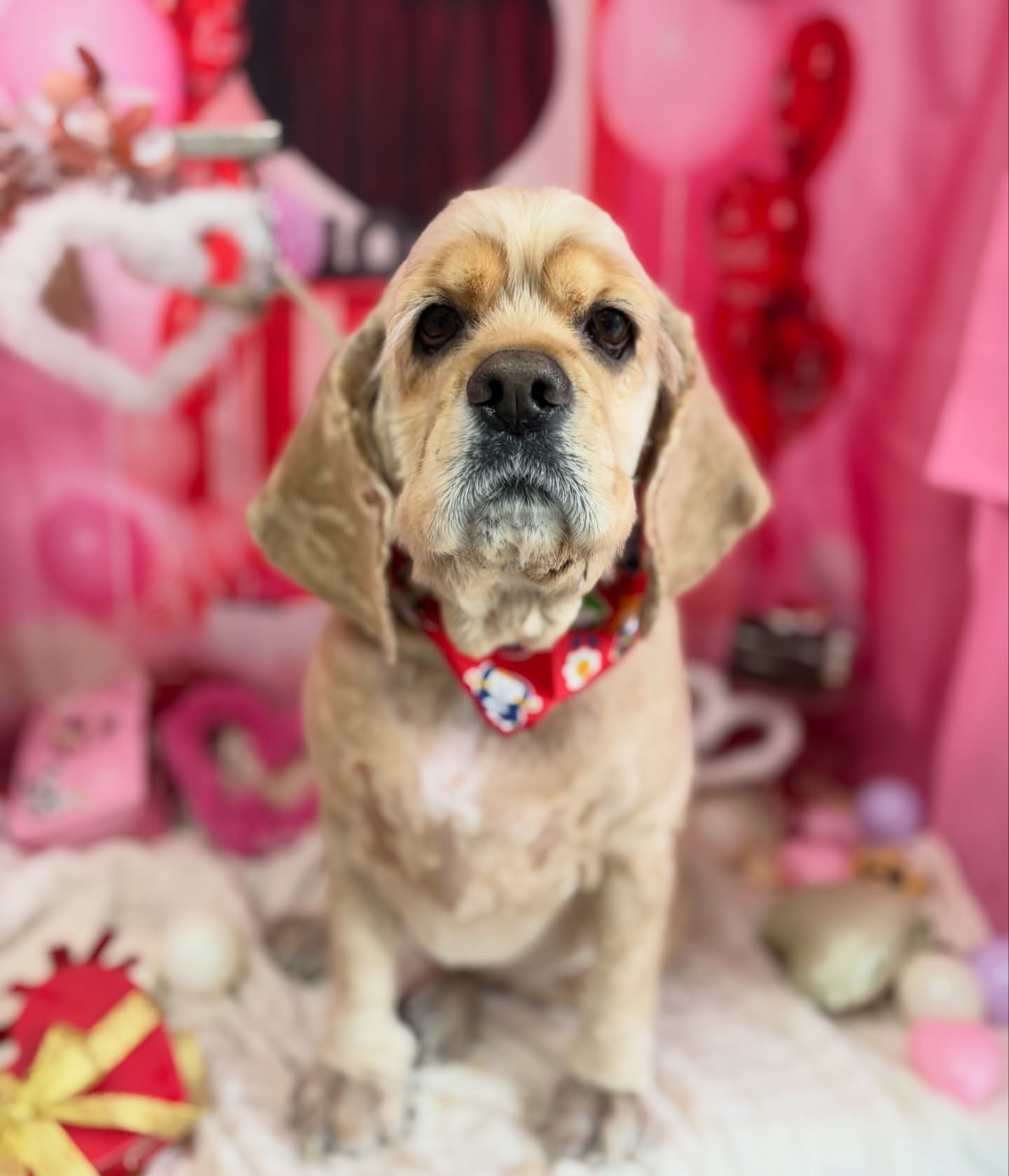 ピノちゃん💕

☆わんわんBarber
☎︎0297-35-8344
茨城県坂東市岩井4358-13

#坂東市#境町#常総市
#トリミングサロン#わんわんバーバー