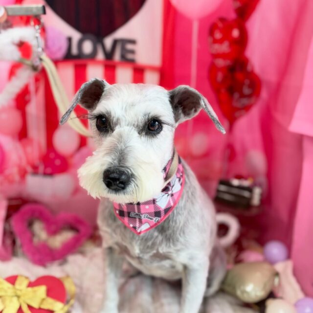 ココアちゃん💕

☆わんわんBarber
☎︎0297-35-8344
茨城県坂東市岩井4358-13

#坂東市#境町#常総市
#トリミングサロン#わんわんバーバー