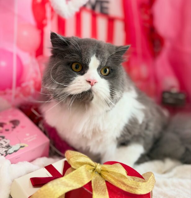 パックくん♡

☆わんわんBarber
☎︎0297-35-8344
茨城県坂東市岩井4358-13

#坂東市#境町#常総市
#トリミングサロン#わんわんバーバー