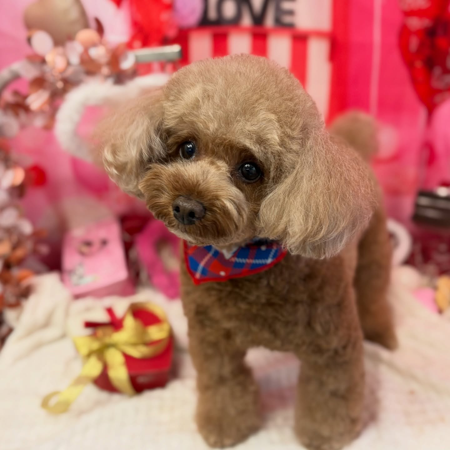 Cocoちゃん♡

☆わんわんBarber
☎︎0297-35-8344
茨城県坂東市岩井4358-13

#坂東市#境町#常総市
#トリミングサロン#わんわんバーバー