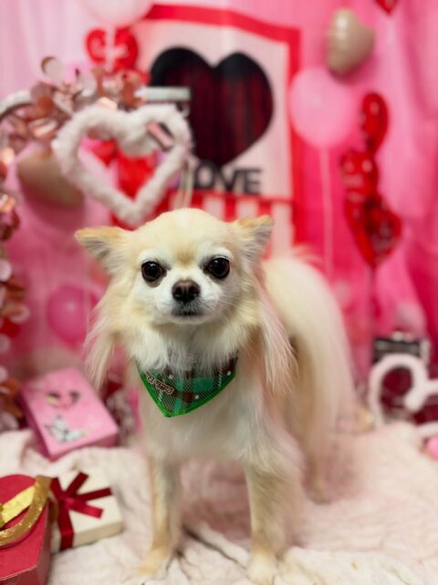 ロンくん♡

☆わんわんBarber
☎︎0297-35-8344
茨城県坂東市岩井4358-13

#坂東市#境町#常総市
#トリミングサロン#わんわんバーバー