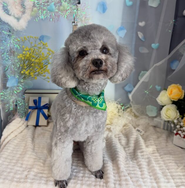 夏くん☀️

☆わんわんBarber
☎︎0297-35-8344
茨城県坂東市岩井4358-13

#坂東市#境町#常総市
#トリミングサロン#わんわんバーバー