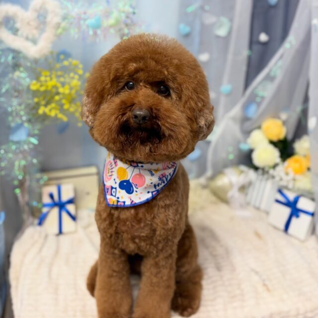 サンちゃん💙

☆わんわんBarber
☎︎0297-35-8344
茨城県坂東市岩井4358-13

#坂東市#境町#常総市
#トリミングサロン#わんわんバーバー