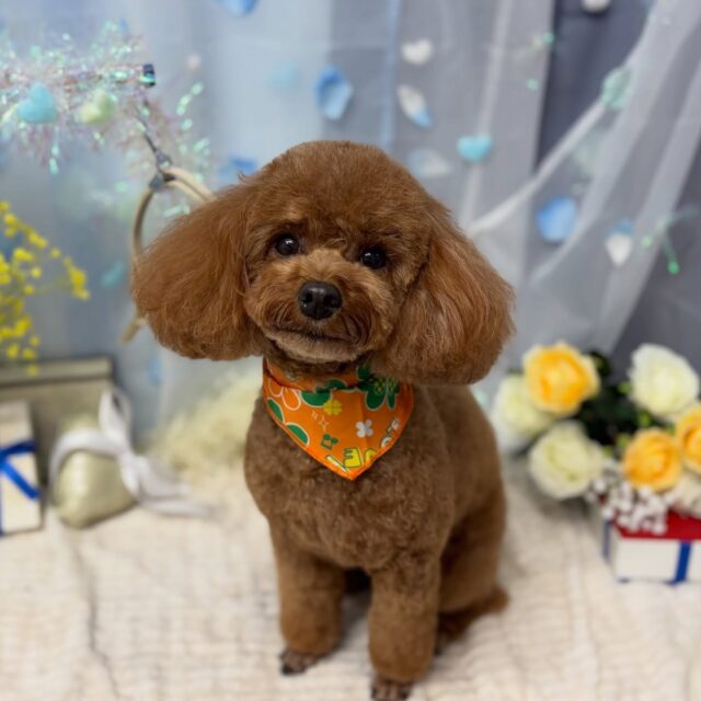 アキちゃん♡

☆わんわんBarber
☎︎0297-35-8344
茨城県坂東市岩井4358-13

#坂東市#境町#常総市
#トリミングサロン#わんわんバーバー