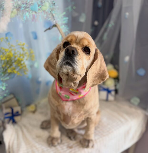 ピノちゃん♡

わんわんBarber
☎︎0297-35-8344
茨城県坂東市岩井4358-13

#坂東市#境町#常総市
#トリミングサロン#わんわんバーバー