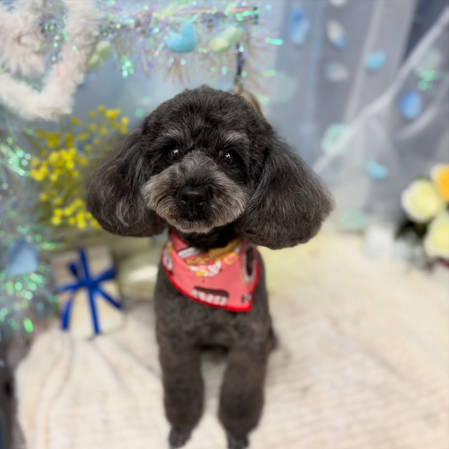 春ちゃん♡

☆わんわんBarber
☎︎0297-35-8344
茨城県坂東市岩井4358-13

#坂東市#境町#常総市
#トリミングサロン#わんわんバーバー