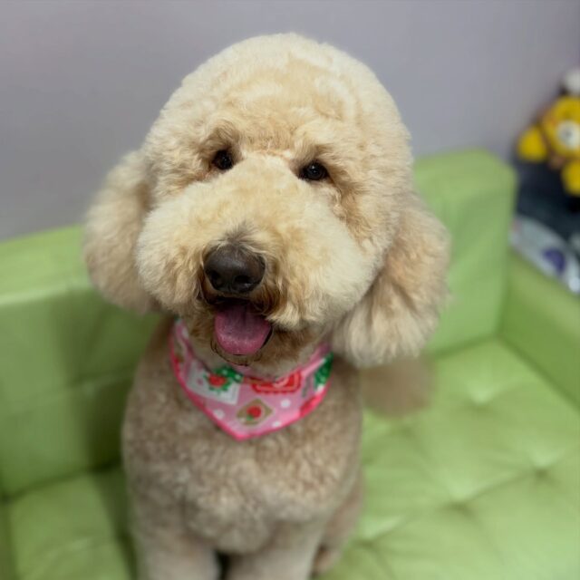 リンちゃん💕

☆わんわんBarber
☎︎0297-35-8344
茨城県坂東市岩井4358-13

#坂東市#境町#常総市
#トリミングサロン#わんわんバーバー