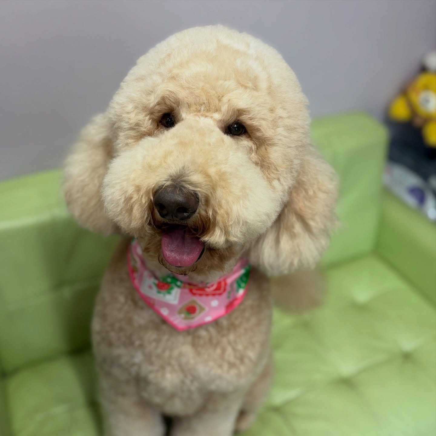 リンちゃん💕

☆わんわんBarber
☎︎0297-35-8344
茨城県坂東市岩井4358-13

#坂東市#境町#常総市
#トリミングサロン#わんわんバーバー