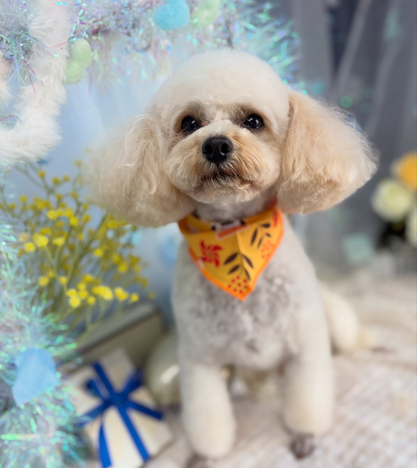 冬くん♡

☆わんわんBarber
☎︎0297-35-8344
茨城県坂東市岩井4358-13

#坂東市#境町#常総市
#トリミングサロン#わんわんバーバー