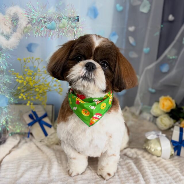 茶太郎くん❣️

☆わんわんBarber
☎︎0297-35-8344
茨城県坂東市岩井4358-13

#坂東市#境町#常総市
#トリミングサロン#わんわんバーバー