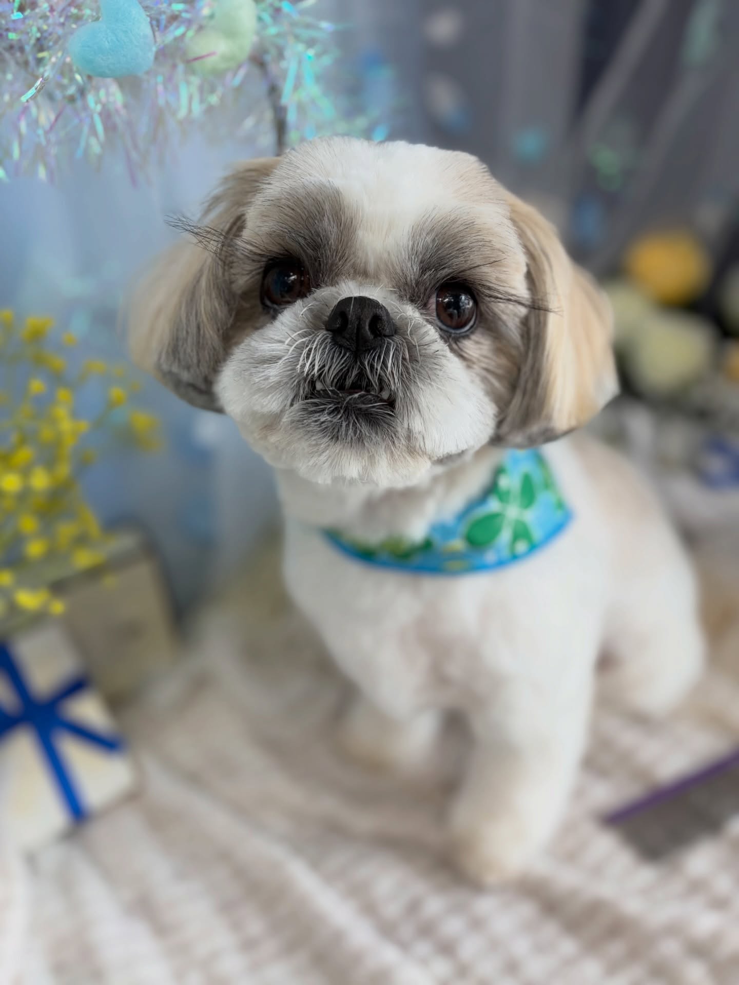 ソラくん♡

☆わんわんBarber
☎︎0297-35-8344
茨城県坂東市岩井4358-13

#坂東市#境町#常総市
#トリミングサロン#わんわんバーバー