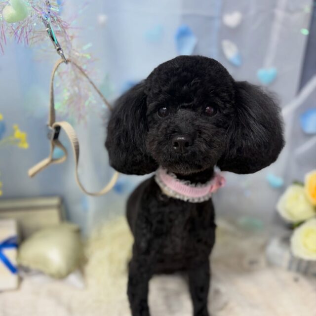 ひなちゃん💕

☆わんわんBarber
☎︎0297-35-8344
茨城県坂東市岩井4358-13

#坂東市#境町#常総市
#トリミングサロン#わんわんバーバー