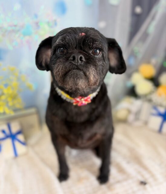 ひまりちゃん💕

☆わんわんBarber
☎︎0297-35-8344
茨城県坂東市岩井4358-13

#坂東市#境町#常総市
#トリミングサロン#わんわんバーバー