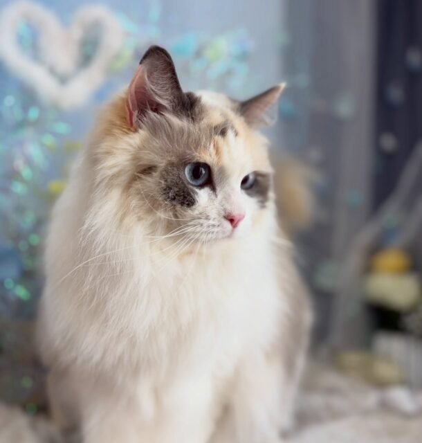 ナナちゃん(๑･̑◡･̑๑)

☆わんわんBarber
☎︎0297-35-8344
茨城県坂東市岩井4358-13

#坂東市#境町#常総市
#トリミングサロン#わんわんバーバー