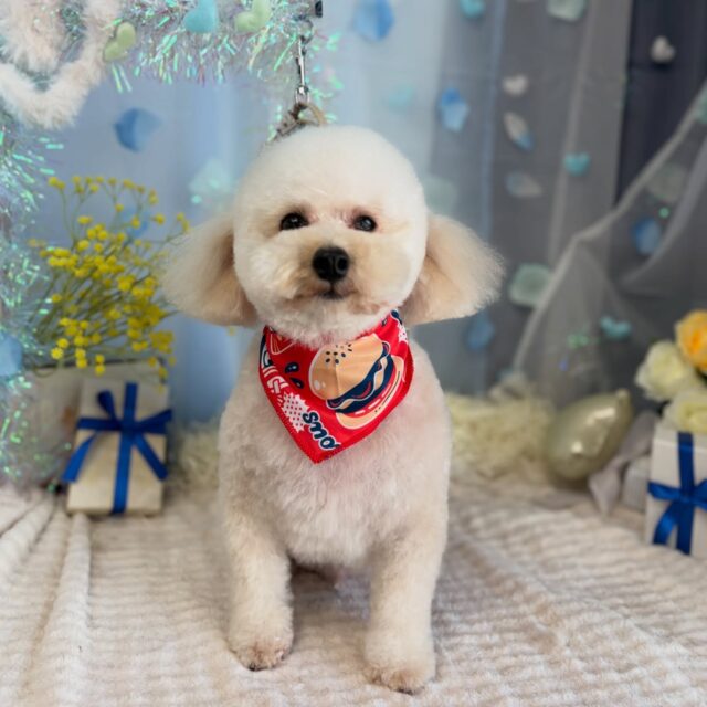 トムくん♡

☆わんわんBarber
☎︎0297-35-8344
茨城県坂東市岩井4358-13

#坂東市#境町#常総市
#トリミングサロン#わんわんバーバー