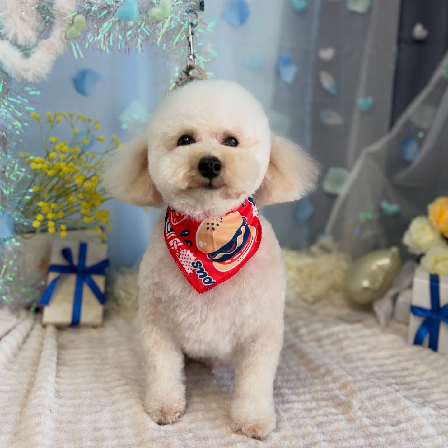 トムくん♡

☆わんわんBarber
☎︎0297-35-8344
茨城県坂東市岩井4358-13

#坂東市#境町#常総市
#トリミングサロン#わんわんバーバー