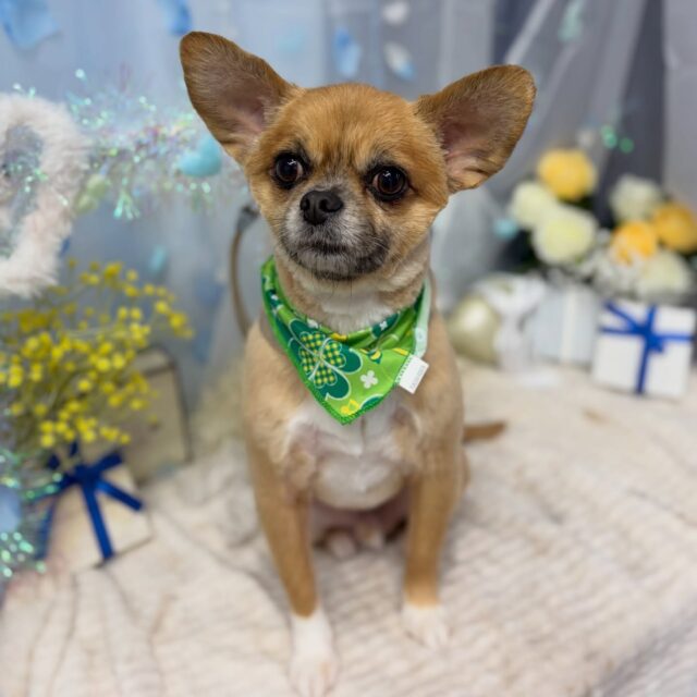 柚くん♡

☆わんわんBarber
☎︎0297-35-8344
茨城県坂東市岩井4358-13

#坂東市#境町#常総市
#トリミングサロン#わんわんバーバー