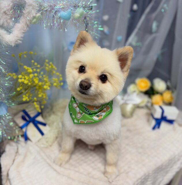 スメシくん♡

☆わんわんBarber
☎︎0297-35-8344
茨城県坂東市岩井4358-13

#坂東市#境町#常総市
#トリミングサロン#わんわんバーバー