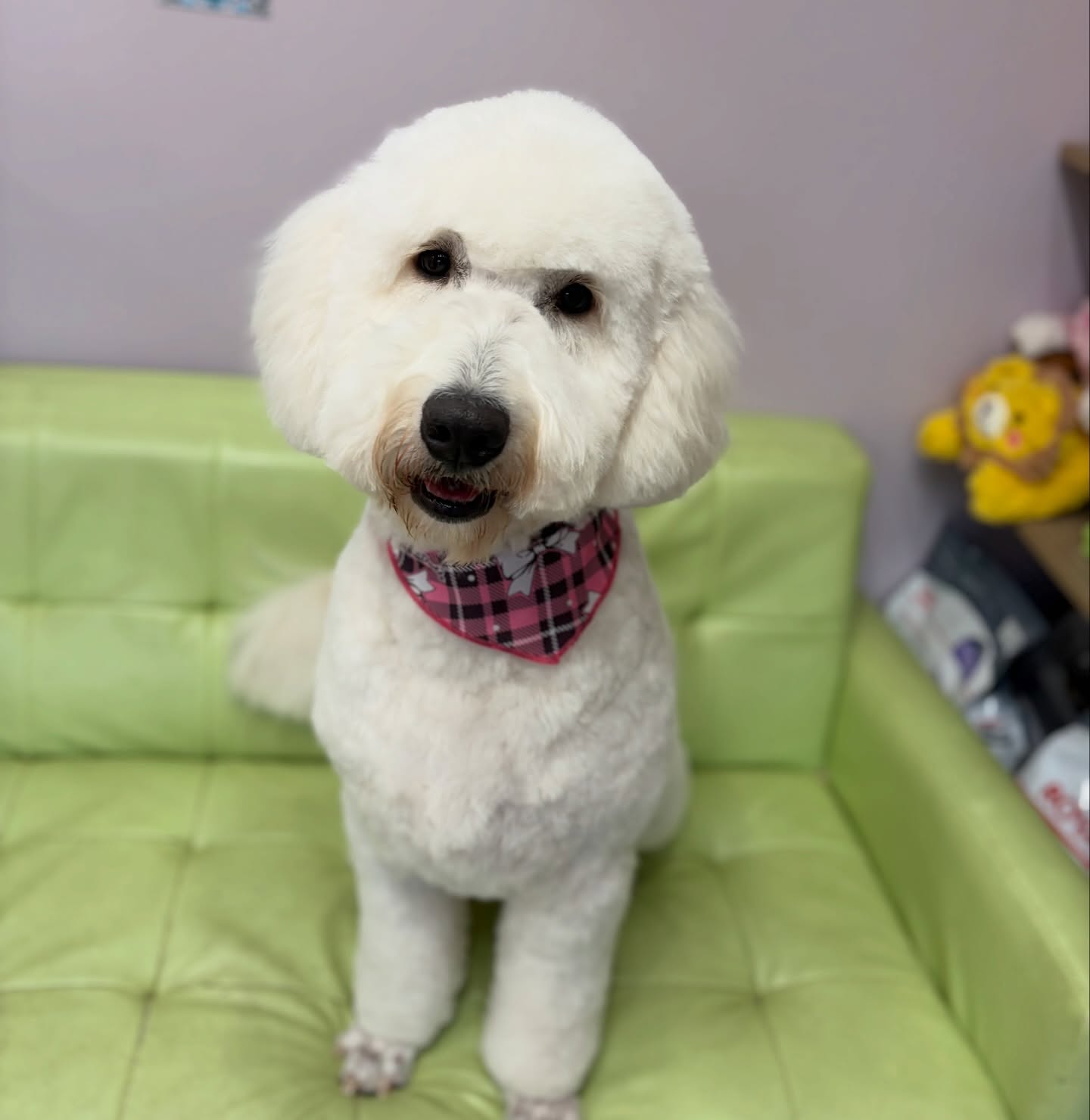 つくしちゃん💕

☆わんわんBarber
☎︎0297-35-8344
茨城県坂東市岩井4358-13

#坂東市#境町#常総市
#トリミングサロン#わんわんバーバー