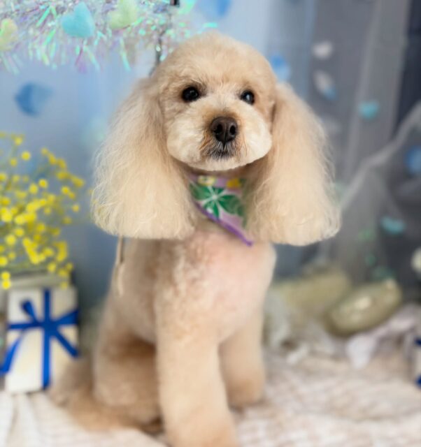 マメたん♡

☆わんわんBarber
☎︎0297-35-8344
茨城県坂東市岩井4358-13

#坂東市#境町#常総市
#トリミングサロン#わんわんバーバー