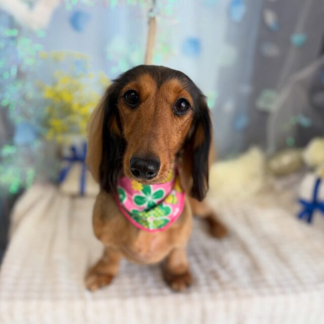 ウィちゃん💕

☆わんわんBarber
☎︎0297-35-8344
茨城県坂東市岩井4358-13

#坂東市#境町#常総市
#トリミングサロン#わんわんバーバー