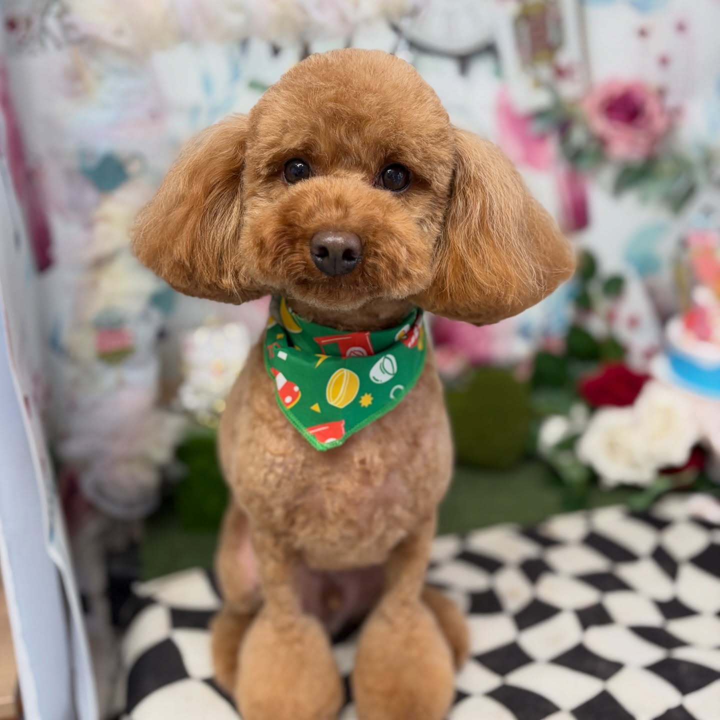 ダノくん♠︎

☆わんわんBarber
☎︎0297-35-8344
茨城県坂東市岩井4358-13

#坂東市#境町#常総市#トリミング#わんわんバーバー