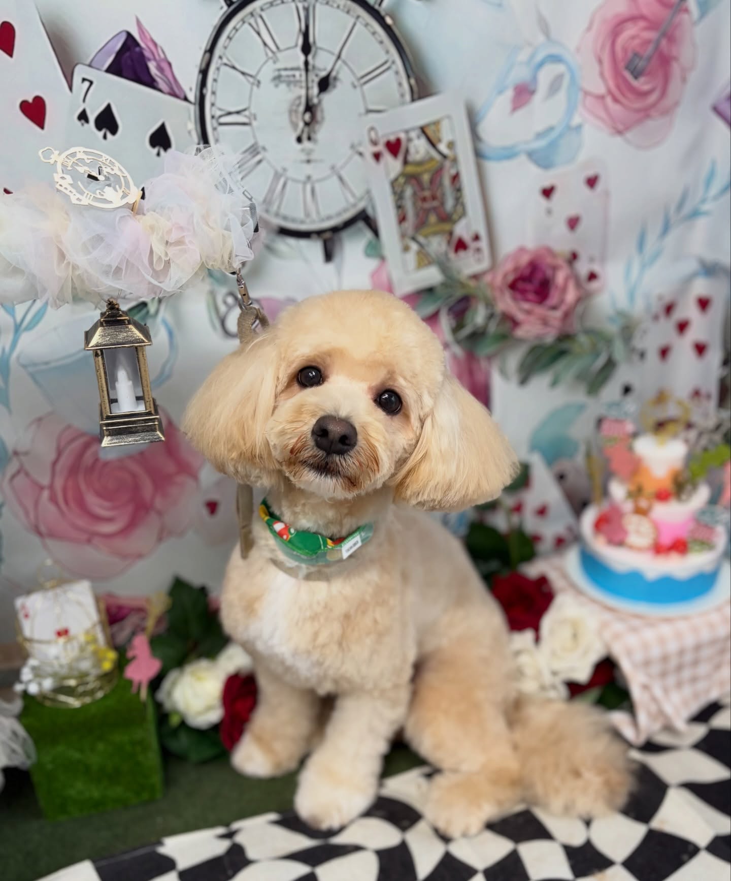コムギちゃん♡

☆わんわんBarber
☎︎0297-35-8344
茨城県坂東市岩井4358-13

#坂東市#境町#常総市#トリミング#わんわんバーバー