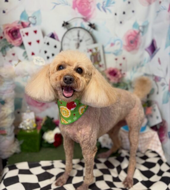クーちゃん♣︎

☆わんわんBarber
☎︎0297-35-8344
茨城県坂東市岩井4358-13

#坂東市#境町#常総市#トリミング#わんわんバーバー