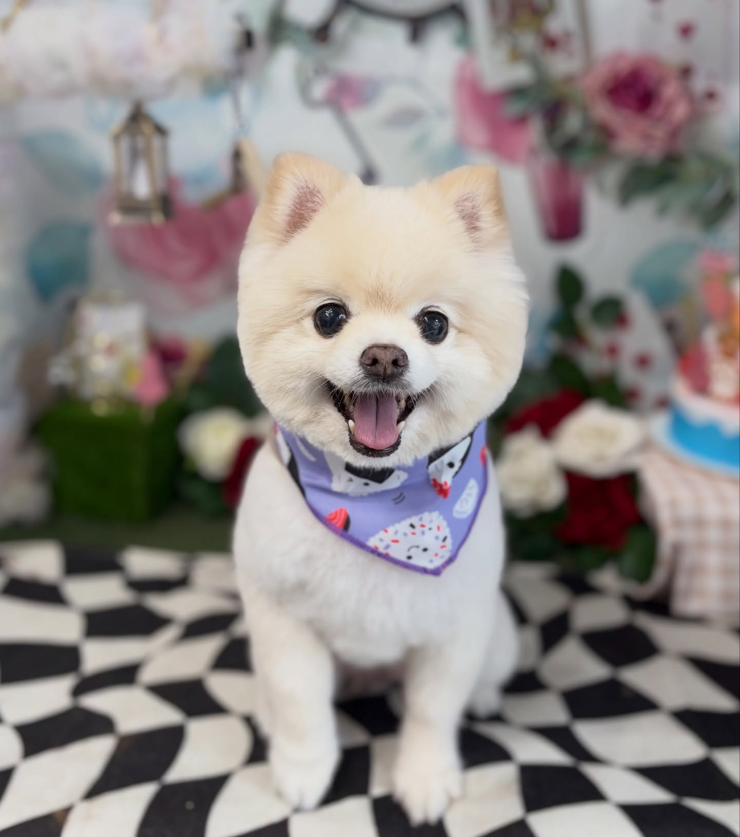 コウメちゃん😊

☆わんわんBarber
☎︎0297-35-8344
茨城県坂東市岩井4358-13

#坂東市#境町#常総市#トリミング#わんわんバーバー