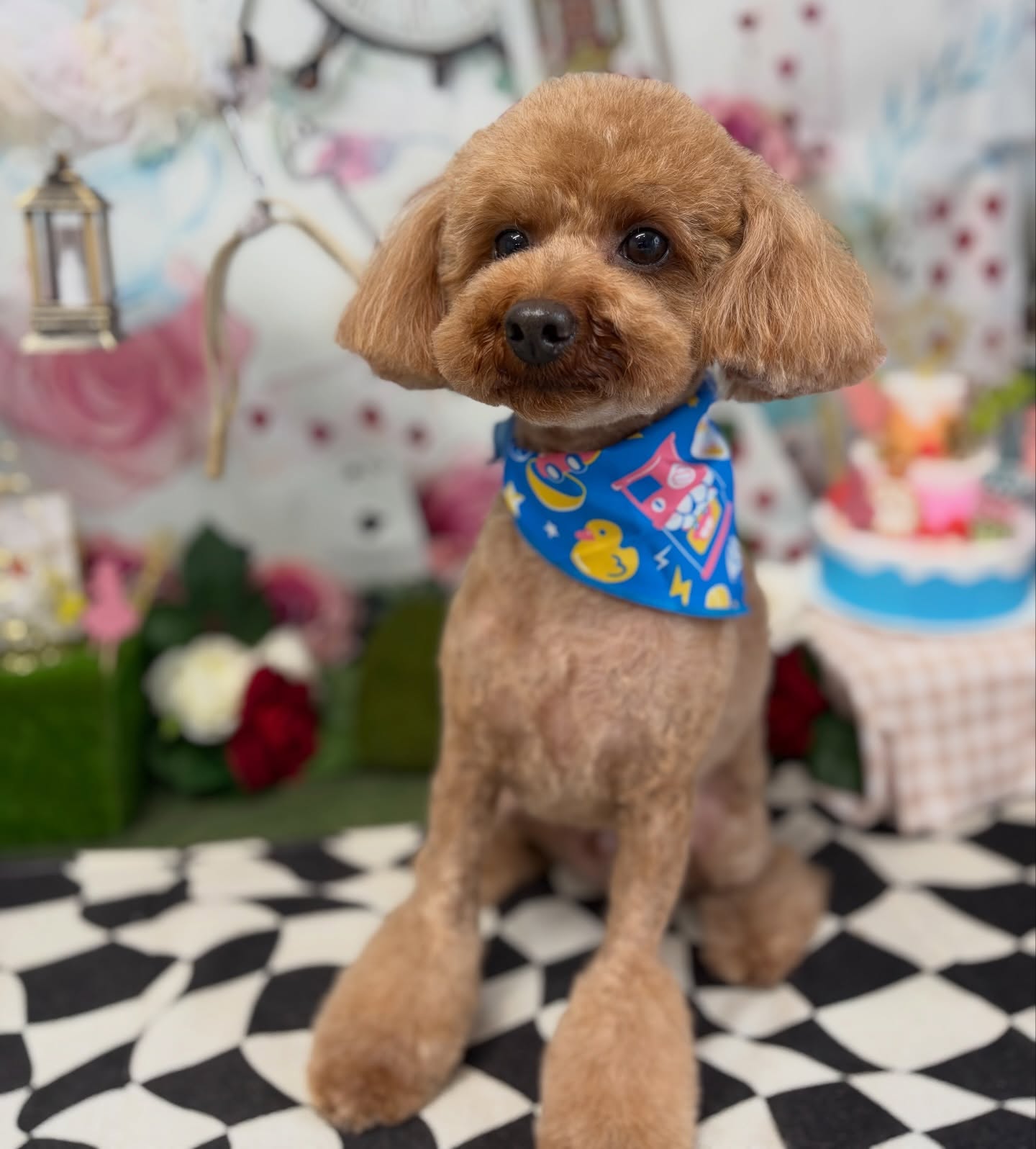 オーくん♡

☆わんわんBarber
☎︎0297-35-8344
茨城県坂東市岩井4358-13

#坂東市#境町#常総市#トリミング#わんわんバーバー