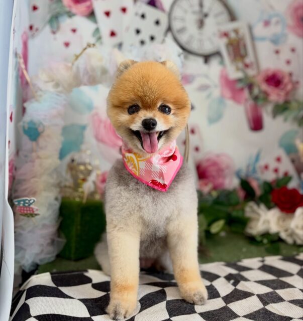 小豆ちゃん💕

☆わんわんBarber
☎︎0297-35-8344
茨城県坂東市岩井4358-13

#坂東市#境町#常総市#トリミング#わんわんバーバー